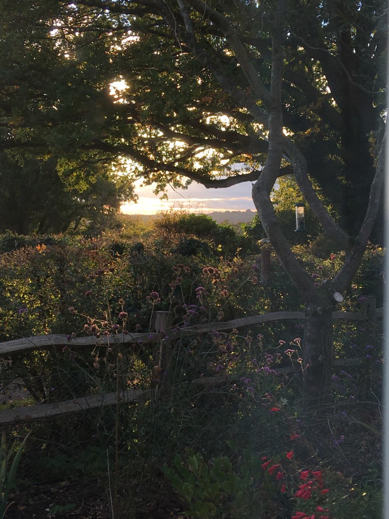 Cottage garden in the golden hour - descriptive image